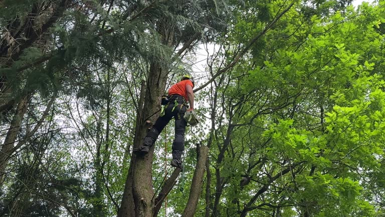 Best Tree Risk Assessment  in Strum, WI