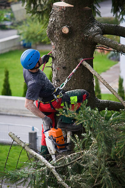 Best Root Management and Removal  in Strum, WI